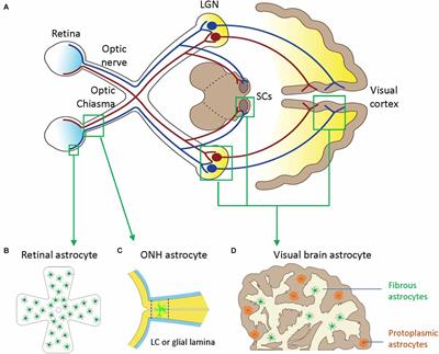 The heterogeneity of astrocytes in glaucoma